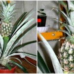 Kako odgajiti ananas u saksiji: unesite egzotiku u vaš dom