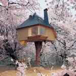Na jednom drvetu u Japanu smještena je kuća koja izgleda kao iz bajke. Svako bi poželio da živi u njoj!