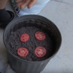 Stavio je kolutove PARADAJZA u saksiju sa zemljom: Ono što se dogodilo je NEVJEROVATNO! (VIDEO)