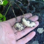 Kako uzgojiti kikiriki u kućnim uslovima (FOTO)