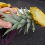 ISJEKLA JE ANANAS I STAVILA GA JE U SAKSIJU: Ono što je izraslo učiniće vas jako ljubomornim!