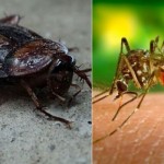 Ova BILJKA tjera komarce, bubašvabe i miševe iz vaše kuće – i to ZAUVIJEK! A pritom, svuda oko nas raste kao KOROV