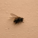 SPAS PROTIV DOSADNIH ZUJALICA VAM JE U KUĆI: Ovim jednostavnim trikom otjerajte muhe!