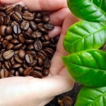 uzgajanje-kafe (1)