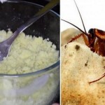 Pomoću ovog trika ZAUVIJEK se riješite ŽOHARA! (VIDEO)