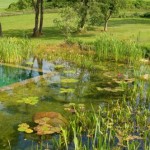 Uređenje dvorišta: Šta su prirodni bazeni i kako ih napraviti (FOTO)