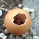 Napravila je rupu u jajetu i u njega ubacila kamenčić. Kada vidite razlog, odmah ćete napraviti istu stvar.