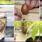 Kako uzgojiti avokado iz koštice: 7 jednostavnih koraka.