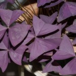 Love Plant, Purple Shamrock (Oxalis triangularis)