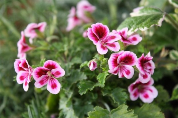 pelargonija