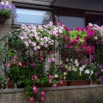 balkon-cvijece