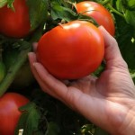 paradajz (3)