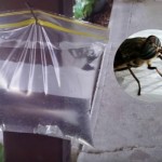 Stavite kesu sa vodom na prozor, ubacite jednu stvar koju svi imaju u kući – i više nikada nećete videti muhu