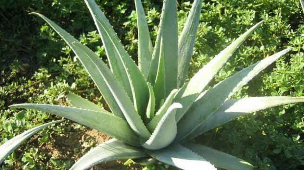 aloe-vera