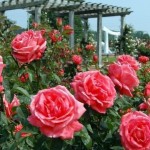 Wilson Rose Garden, Wilson, North Carolina