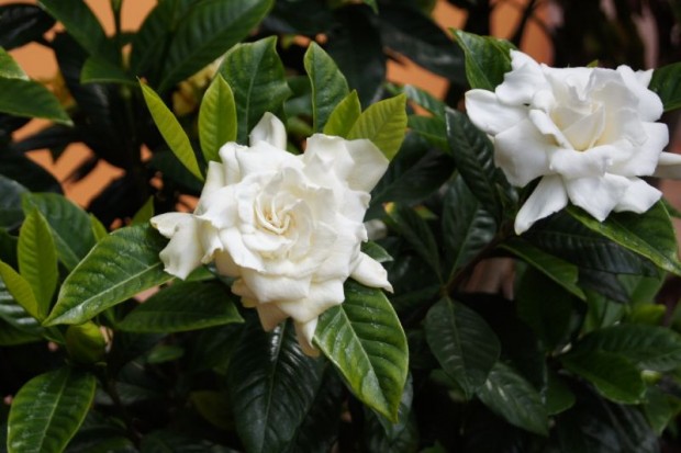 Gardenia