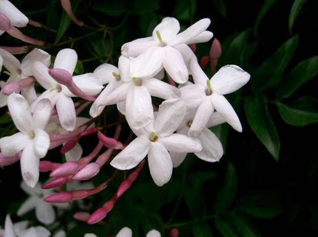 Jasminum polyanthum