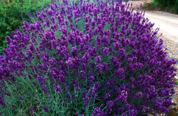 Lavandula