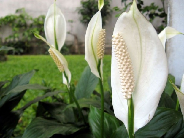 Spathiphyllum