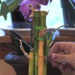 bambus (1)