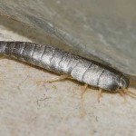 silverfish