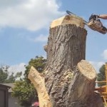 Kupio kuću sa isječenim stablom u dvorištu: Umjesto da izvadi korijen, napravio remek djelo! (VIDEO)