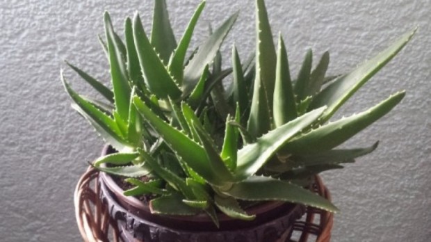 aloe-vera5-880x495